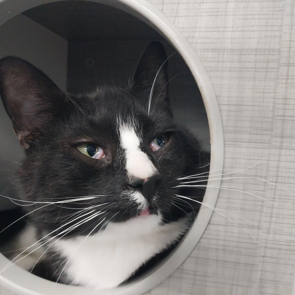 Bud Bud (Ithaca Petsmart), a Adoptable Domestic Short Hair in East Smithfield , PA image 1/6