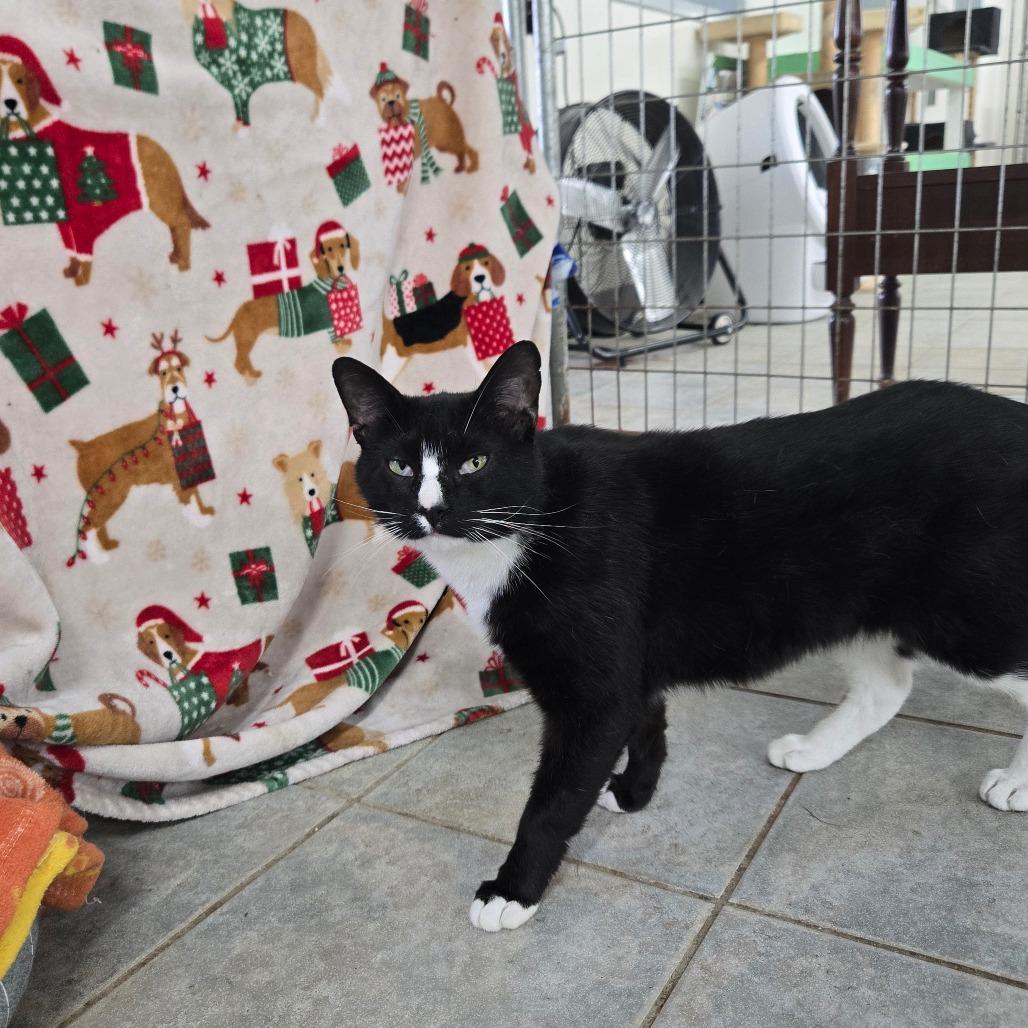 Bud Bud (Ithaca Petsmart), a Adoptable Domestic Short Hair in East Smithfield , PA image 2/6