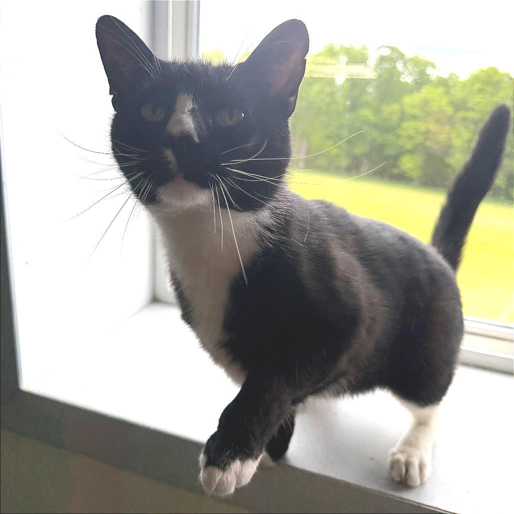 Bud Bud (Ithaca Petsmart), a Adoptable Domestic Short Hair in East Smithfield , PA image 3/6