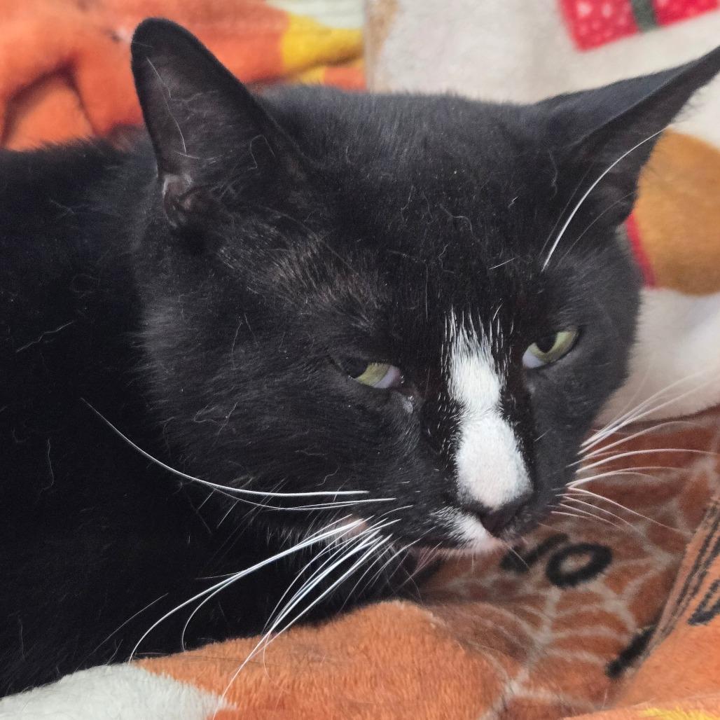 Bud Bud (Ithaca Petsmart), a Adoptable Domestic Short Hair in East Smithfield , PA image 4/6
