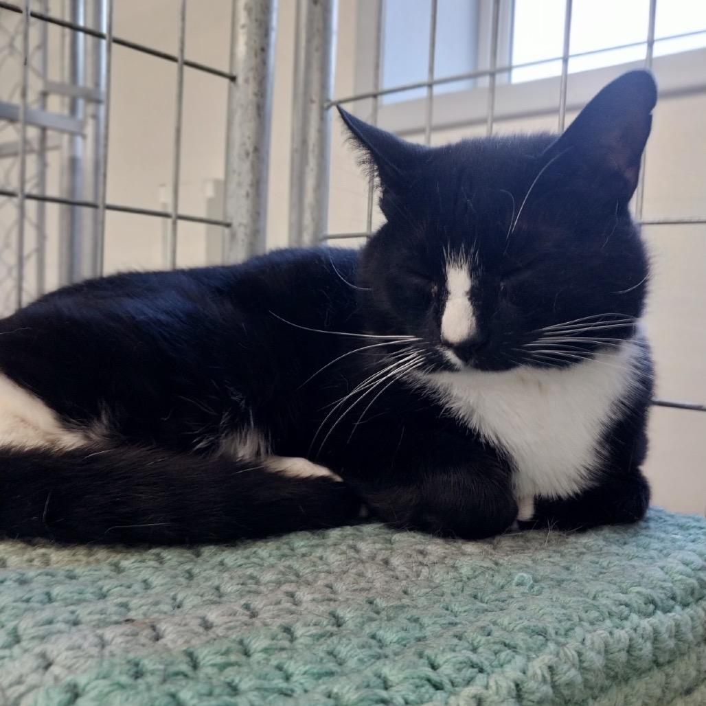 Bud Bud (Ithaca Petsmart), a Adoptable Domestic Short Hair in East Smithfield , PA image 5/6