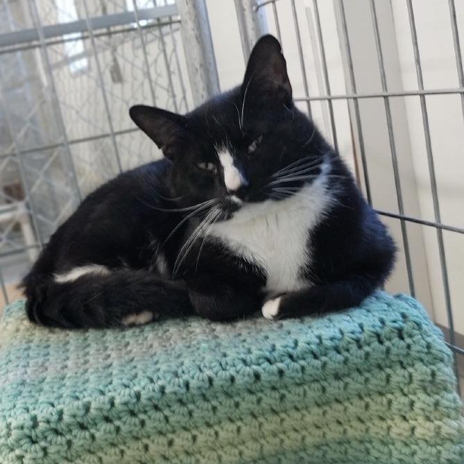 Bud Bud (Ithaca Petsmart), a Adoptable Domestic Short Hair in East Smithfield , PA image 6/6
