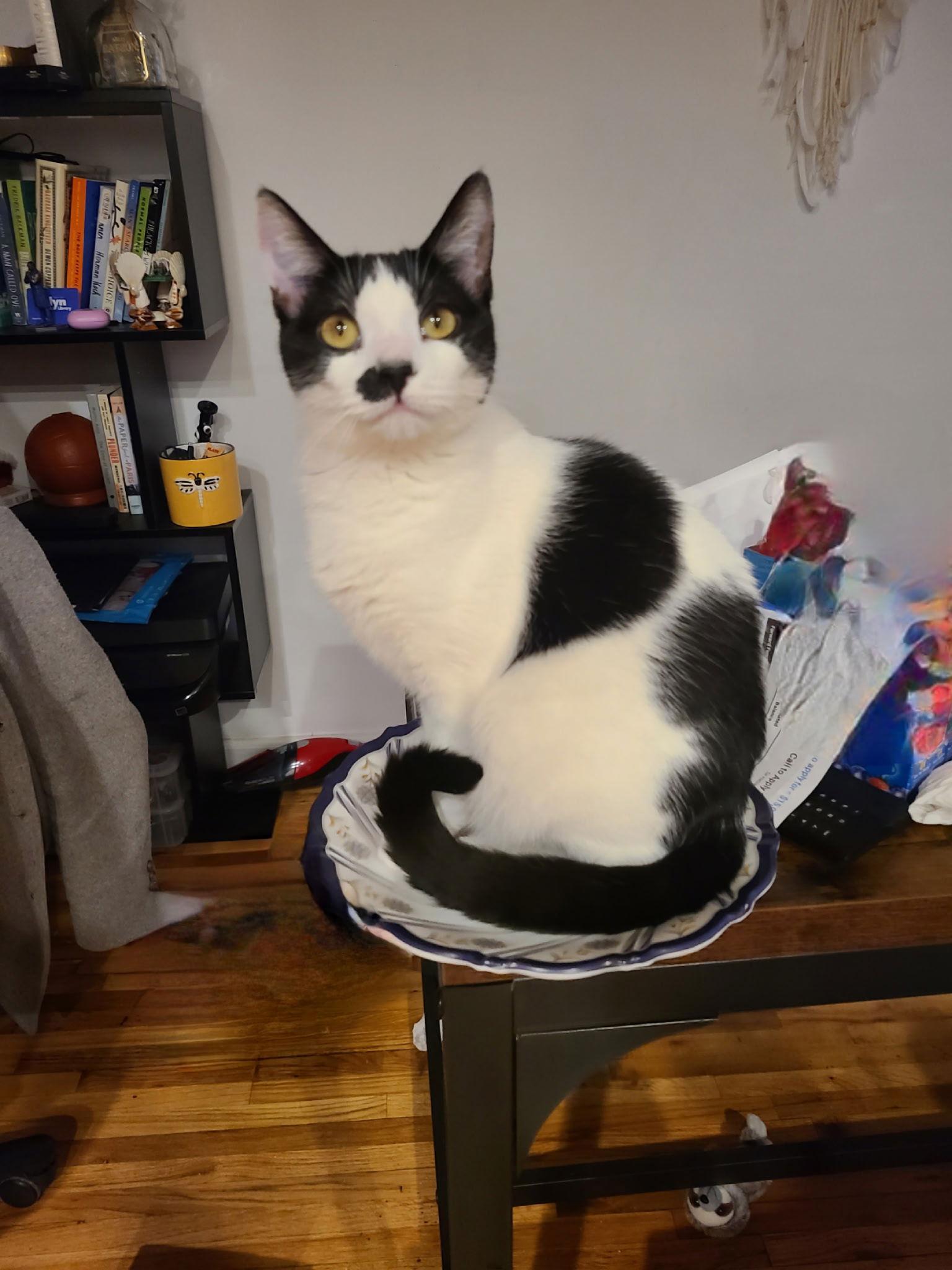 Enlarge Musique and Zing, a Adoptable Domestic Short Hair in Brooklyn, NY image 1/3