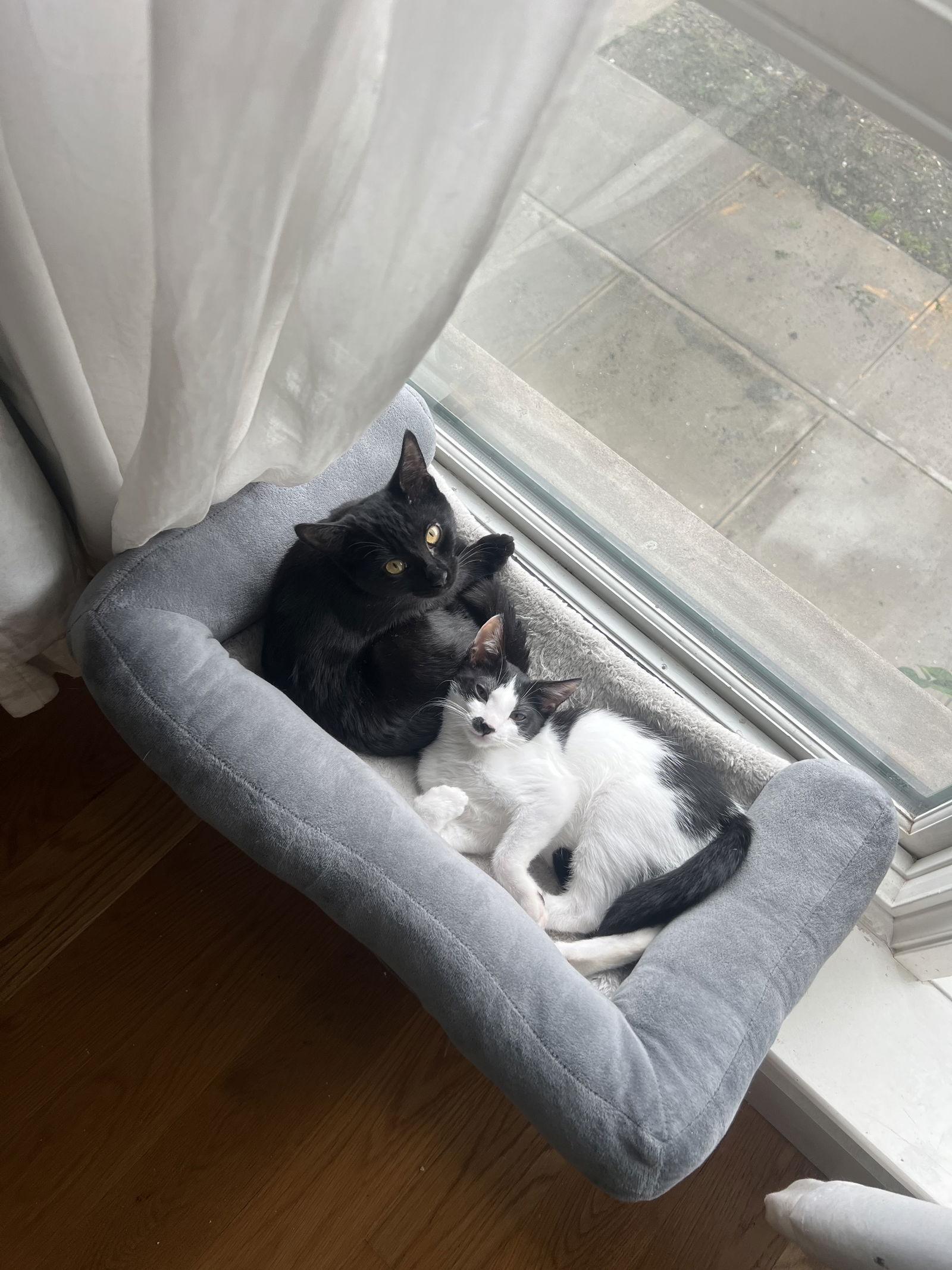 Enlarge Musique and Zing, a Adoptable Domestic Short Hair in Brooklyn, NY image 2/3