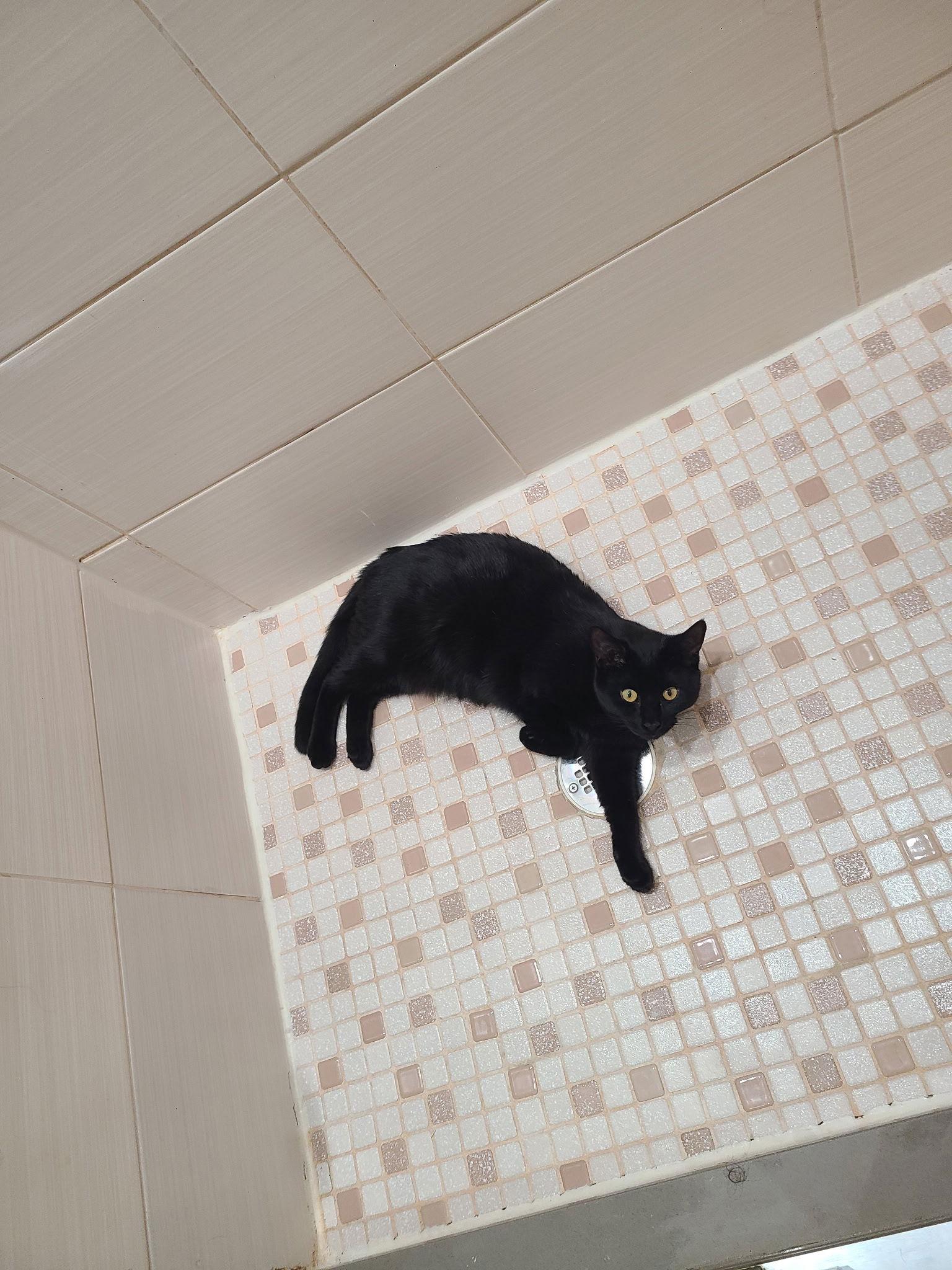 Enlarge Musique and Zing, a Adoptable Domestic Short Hair in Brooklyn, NY image 3/3