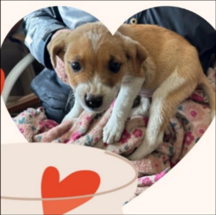 Bodie, Adoptable, Young Male Chihuahua & Fox Terrier.