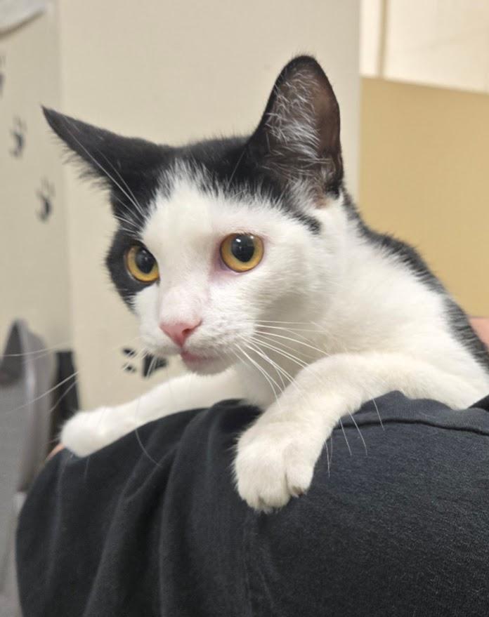 Enlarge Martin, a Adoptable Domestic Short Hair in New Rochelle, NY image 1/1