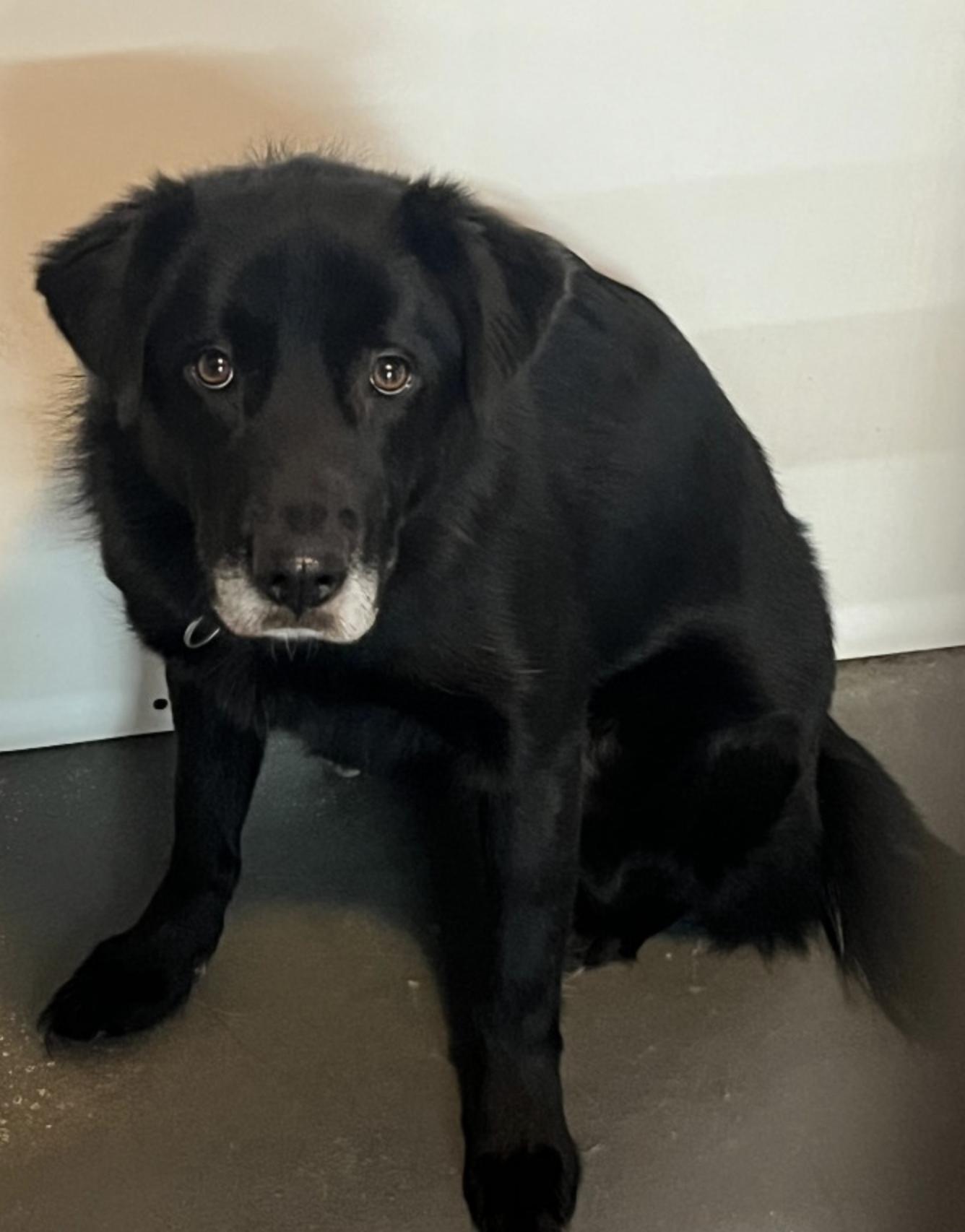 Molly , ADOPTABLE, Adult Female Retriever.