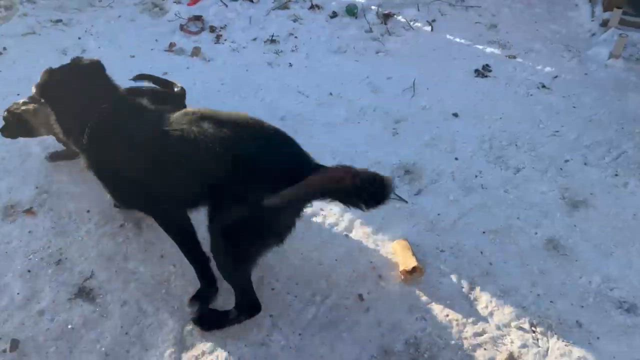 Enlarge Molly , a ADOPTABLE mixed breed in Thompson, MB video 2/4