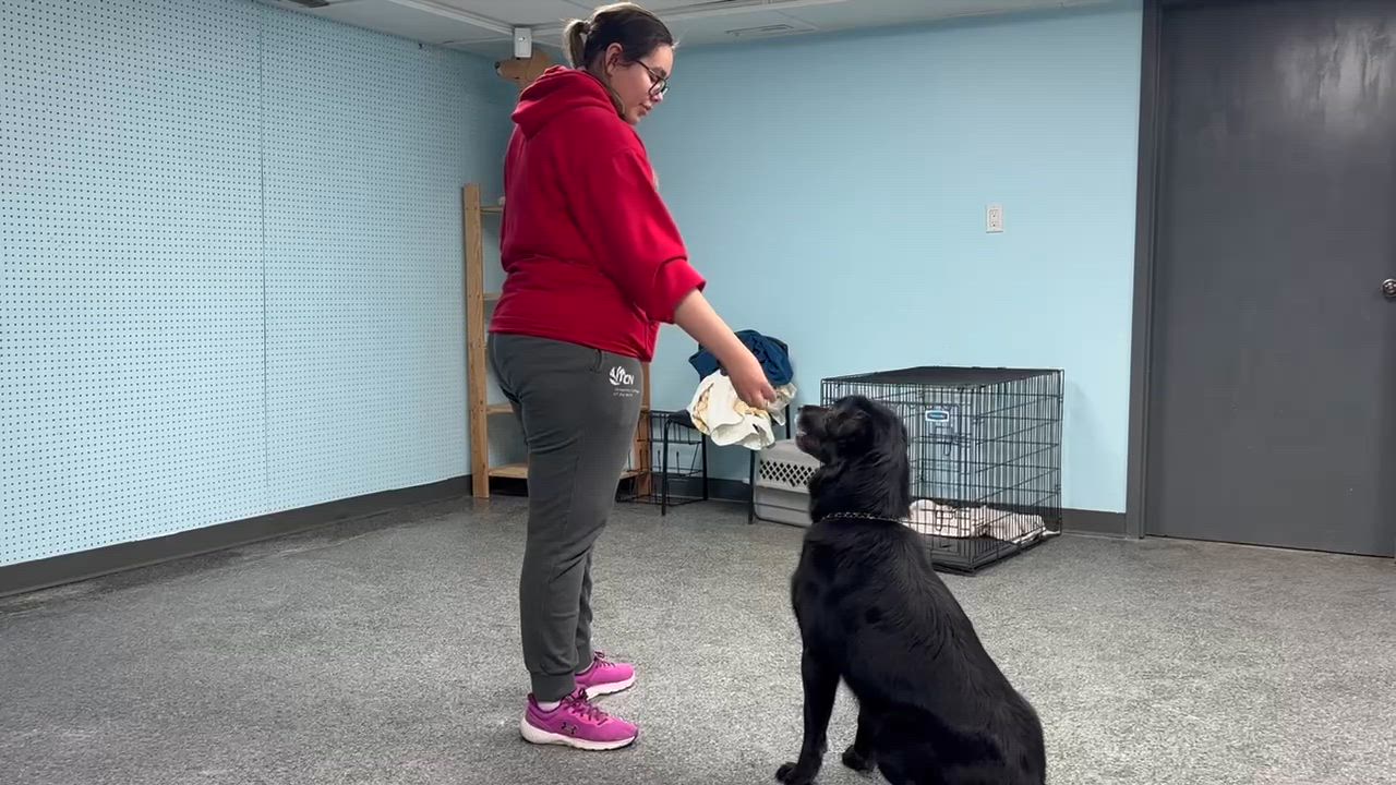 Enlarge Molly , a ADOPTABLE mixed breed in Thompson, MB video 4/4