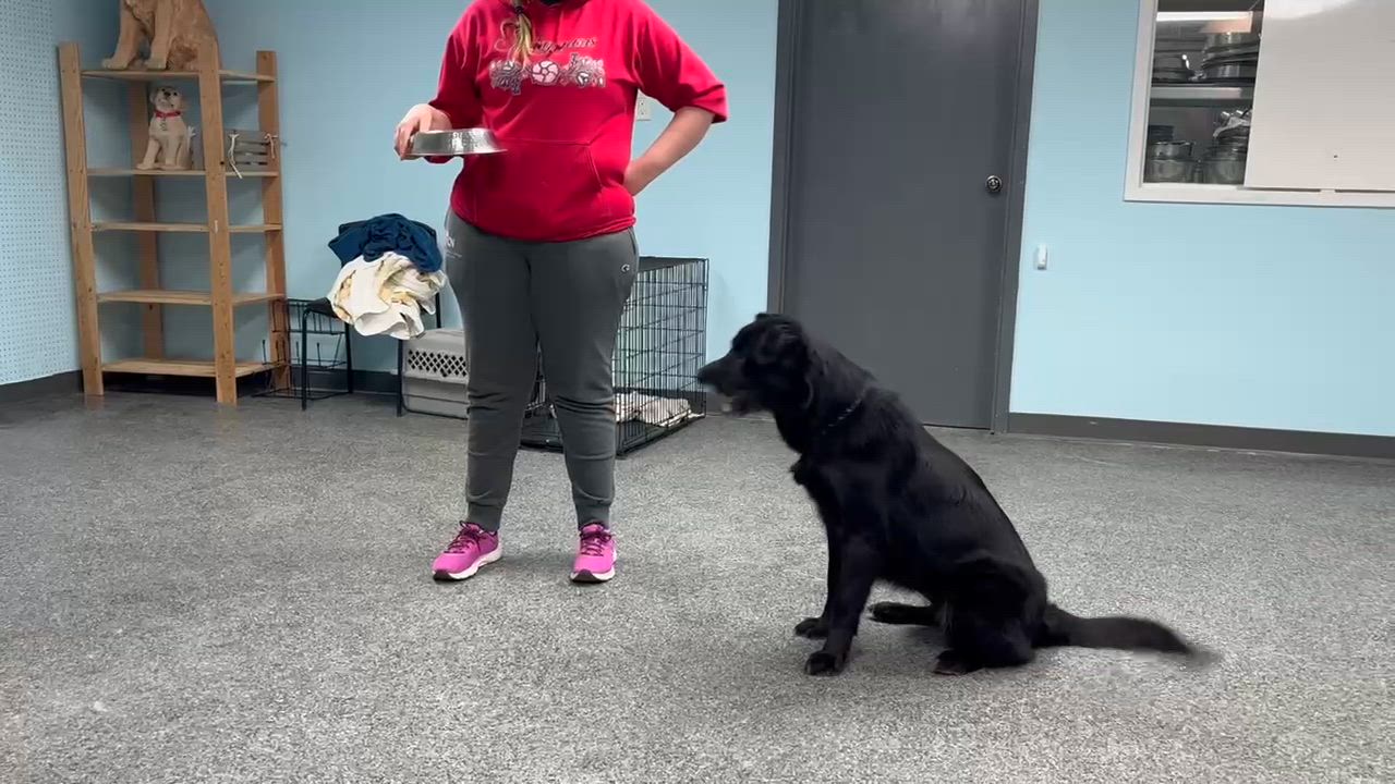 Enlarge Molly , a ADOPTABLE mixed breed in Thompson, MB video 3/4