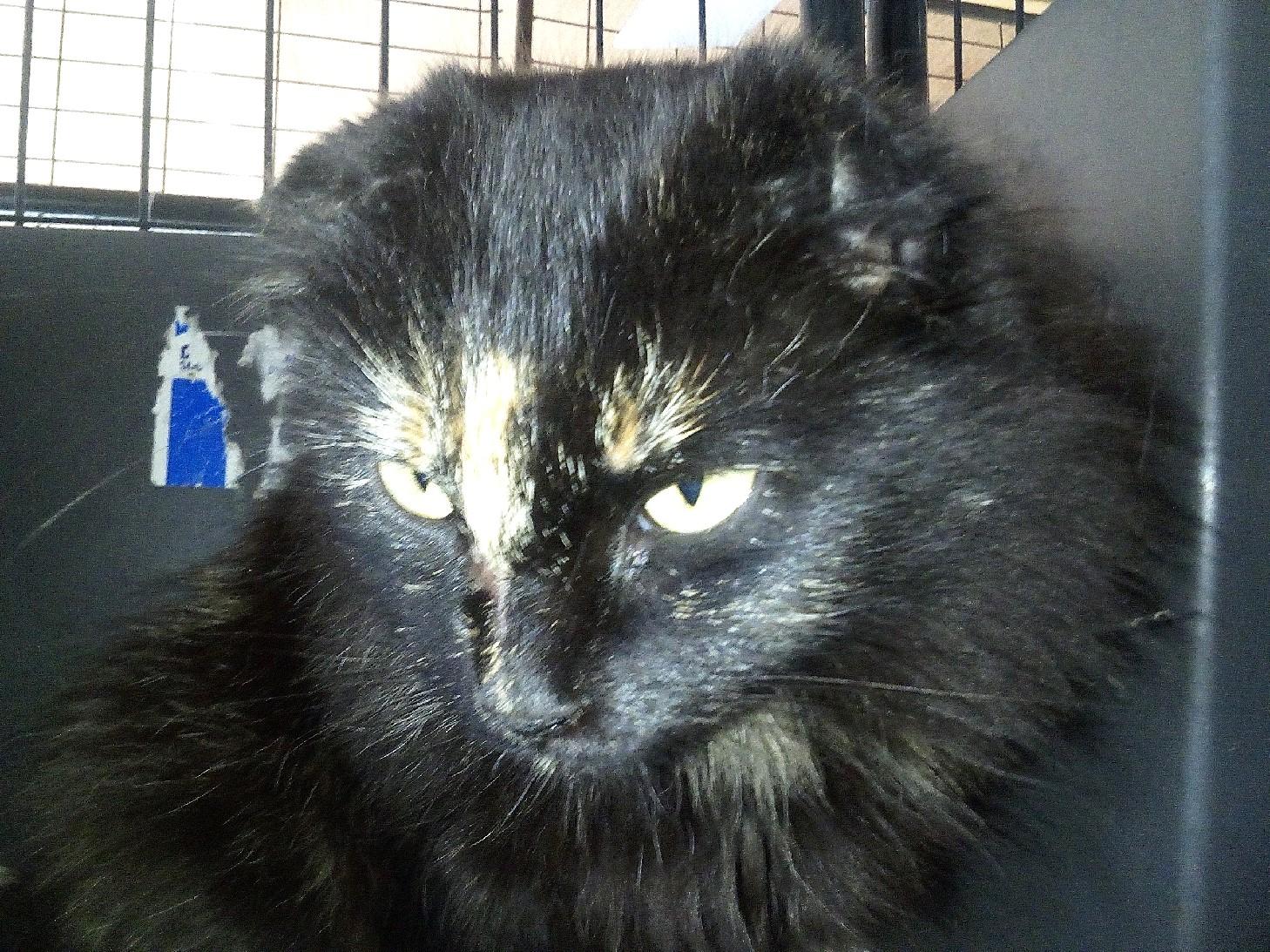 Trixie, Adoptable, Adult Female Domestic Short Hair.