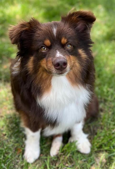 Kelsey Adopted, a Adopted Australian Shepherd in Cranston, RI image 1/3