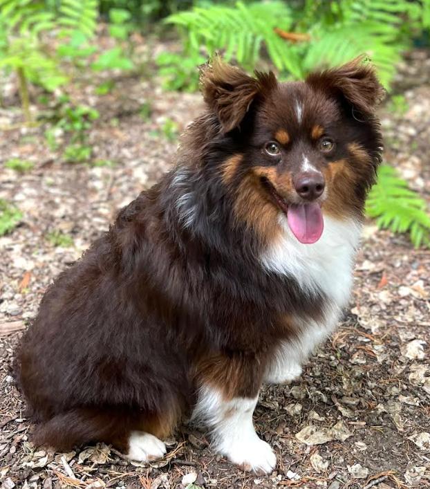 Kelsey Adopted, a Adopted Australian Shepherd in Cranston, RI image 2/3