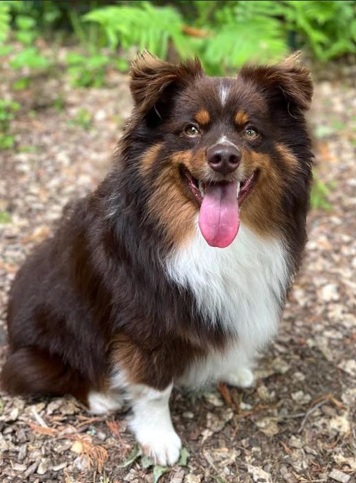 Kelsey Adopted, a Adopted Australian Shepherd in Cranston, RI image 3/3