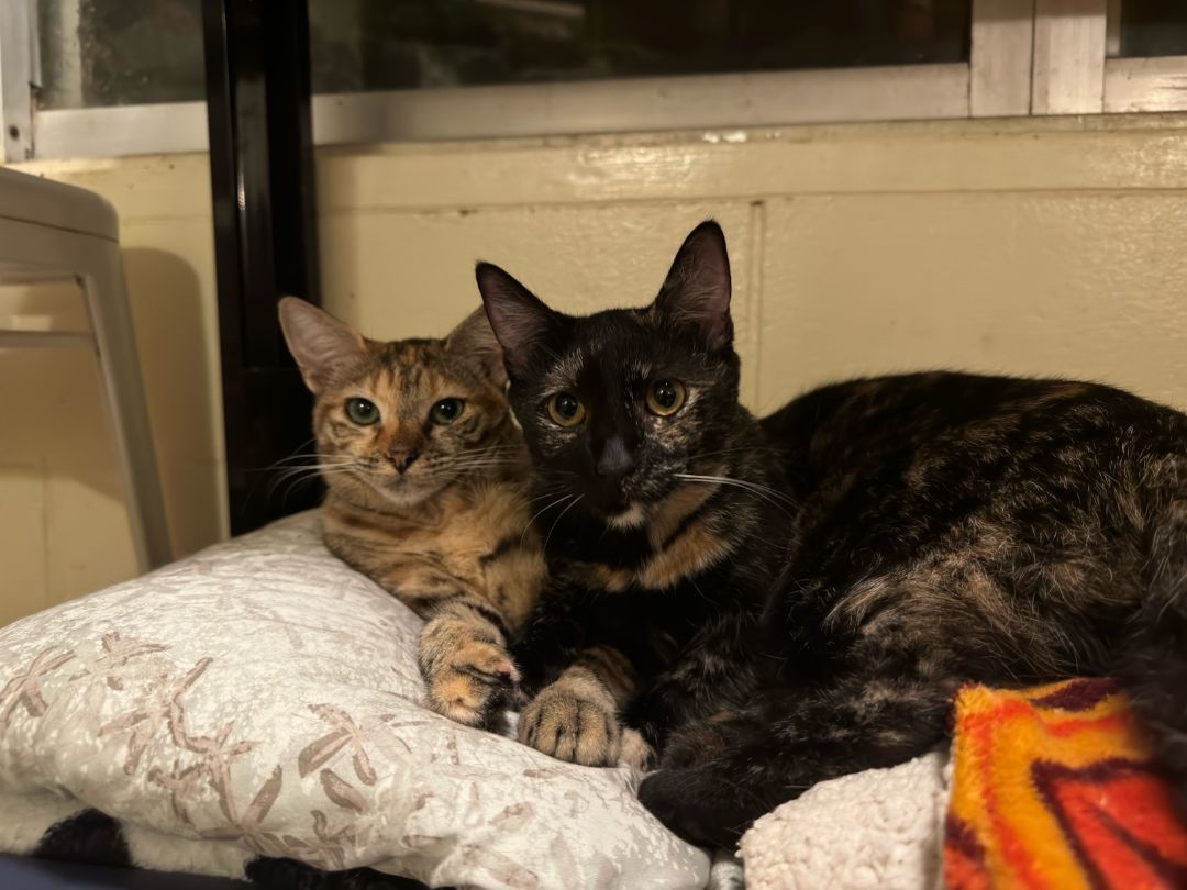 Julia, a Adoptable Tortoiseshell in Honolulu, HI image 1/10