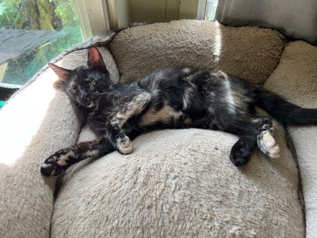 Enlarge Julia, a Adoptable Tortoiseshell in Honolulu, HI image 7/10