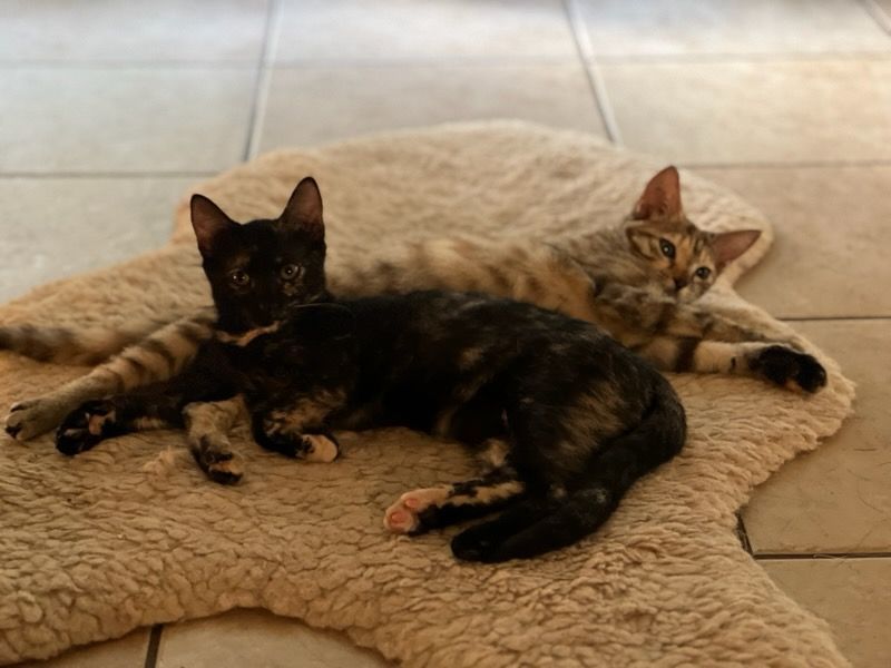 Enlarge Julia, a Adoptable Tortoiseshell in Honolulu, HI image 8/10