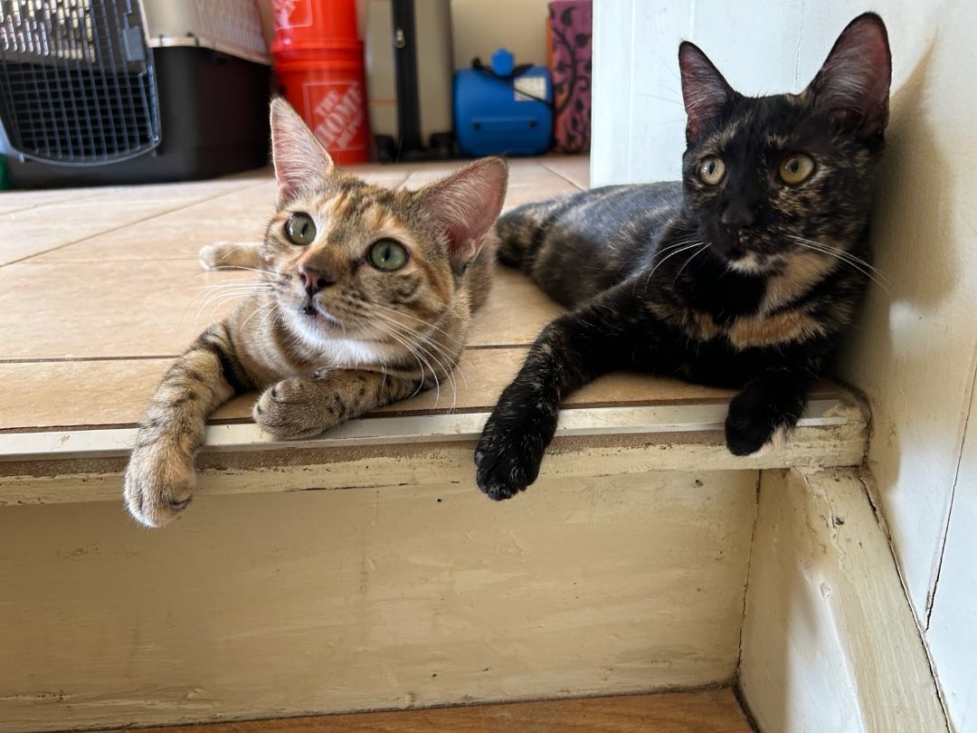 Enlarge Julia, a Adoptable Tortoiseshell in Honolulu, HI image 9/10