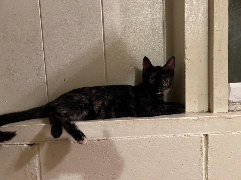 Enlarge Julia, a Adoptable Tortoiseshell in Honolulu, HI image 10/10