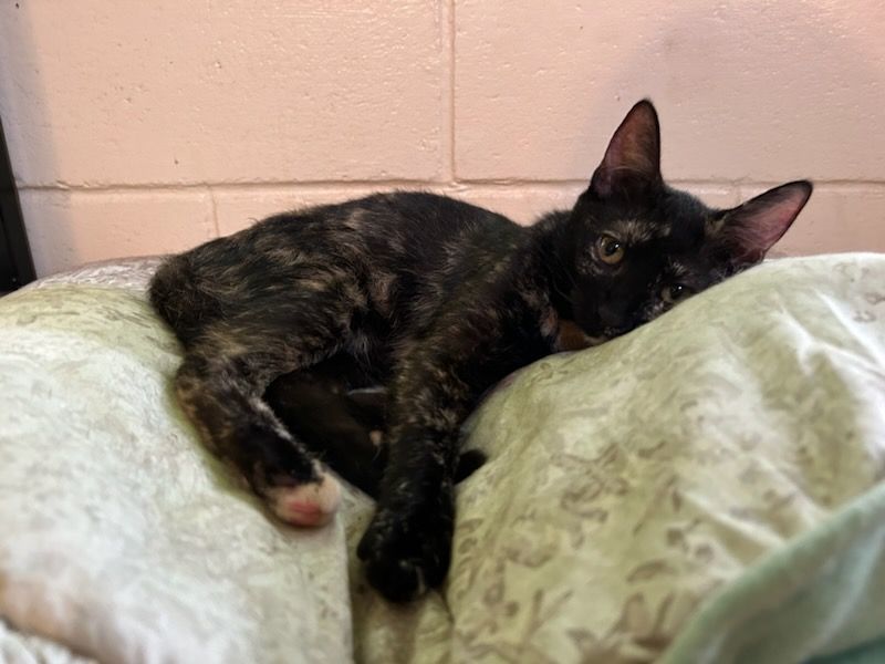 Julia, a Adoptable Tortoiseshell in Honolulu, HI image 6/10