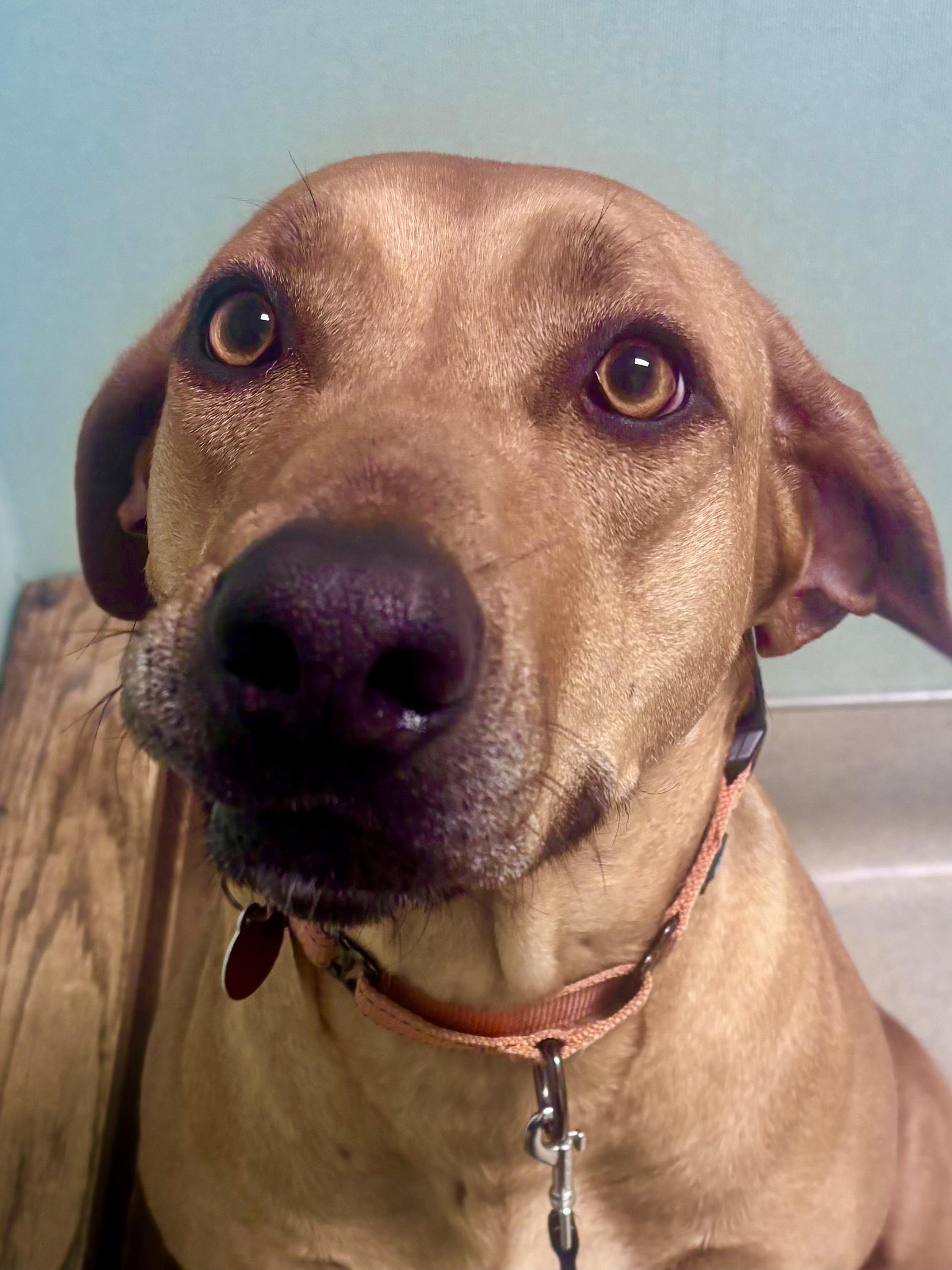Enlarge LULU, a ADOPTABLE Rhodesian Ridgeback in Oroville , CA image 4/5