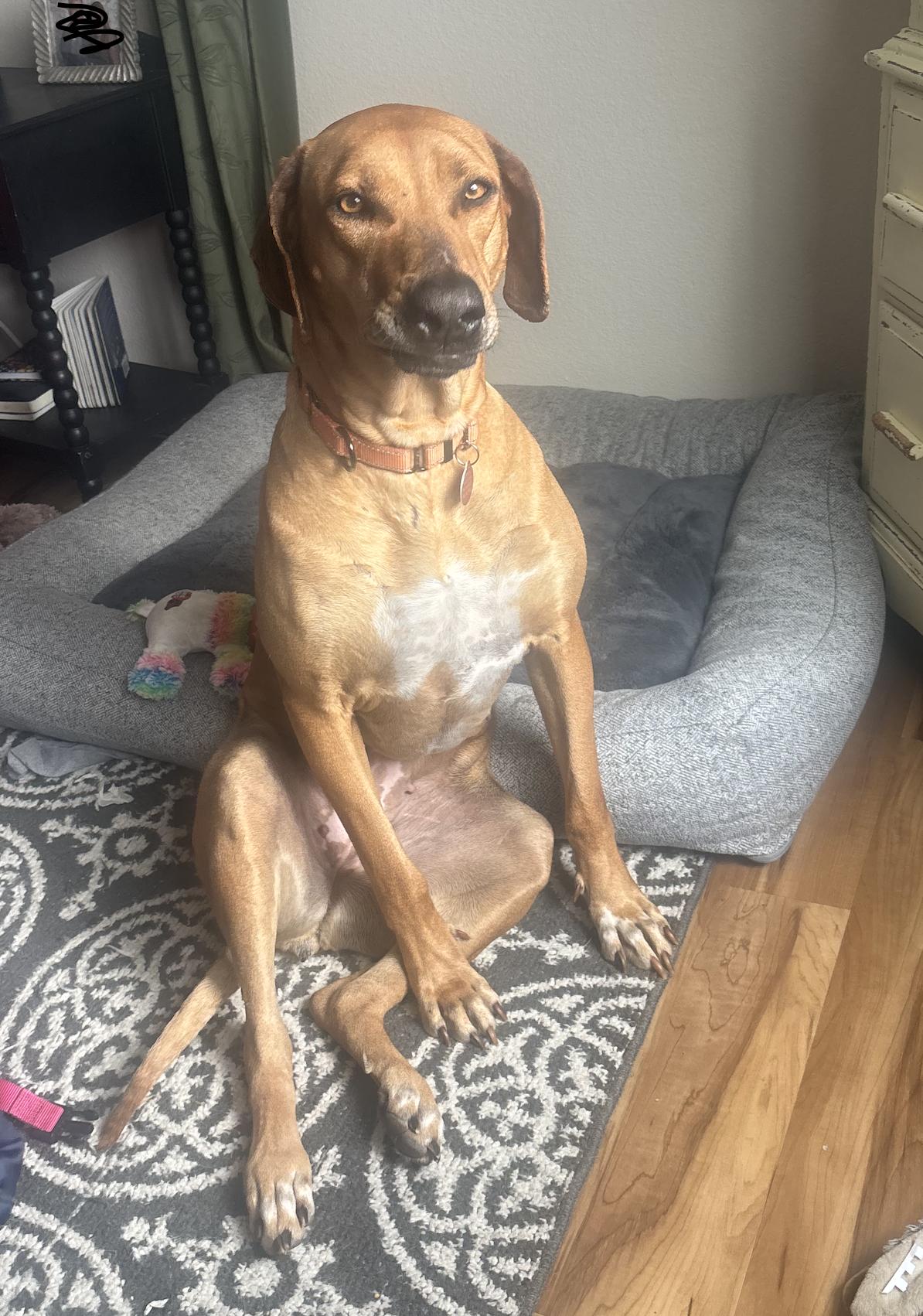 Enlarge LULU, a ADOPTABLE Rhodesian Ridgeback in Oroville , CA image 1/5