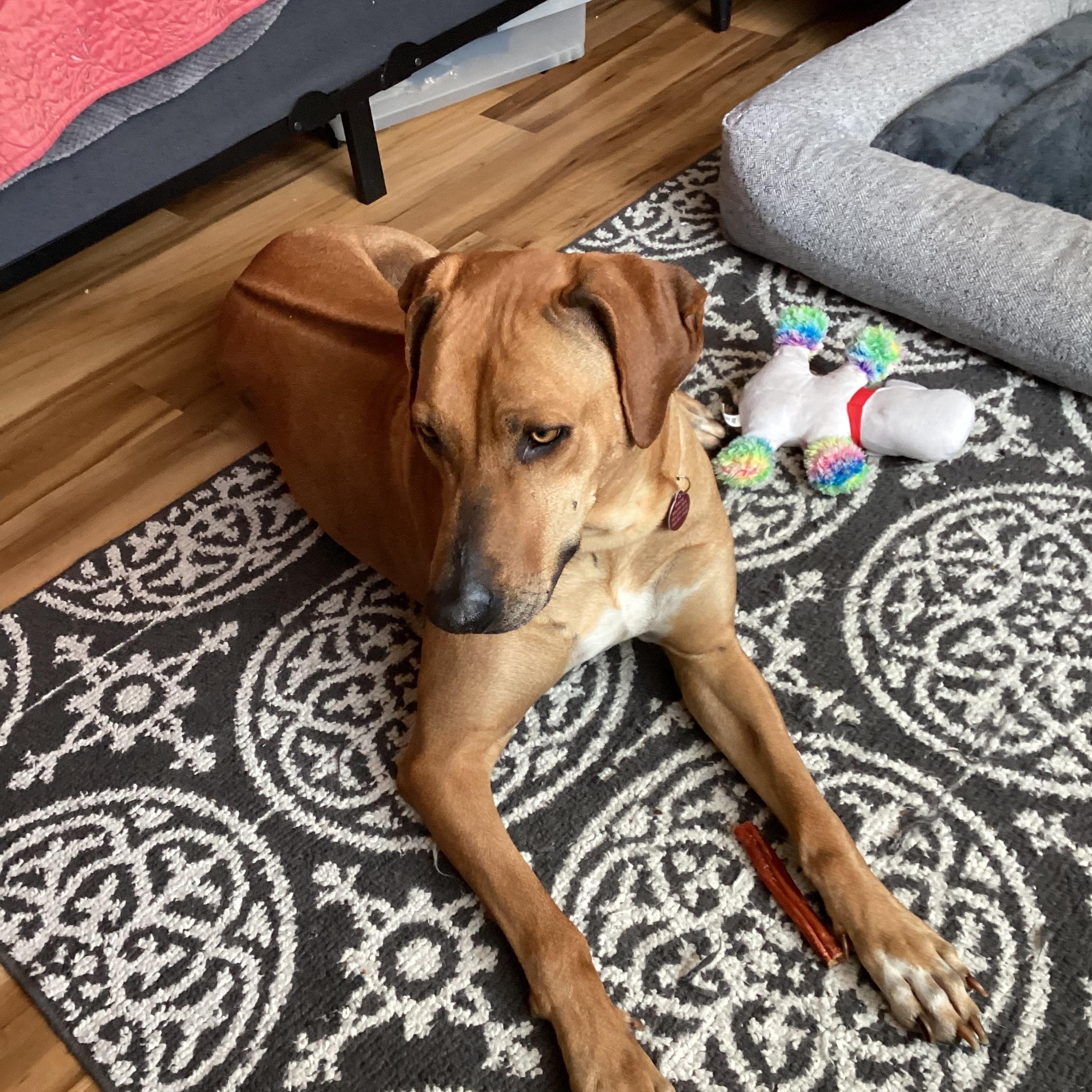 Enlarge LULU, a ADOPTABLE Rhodesian Ridgeback in Oroville , CA image 2/5