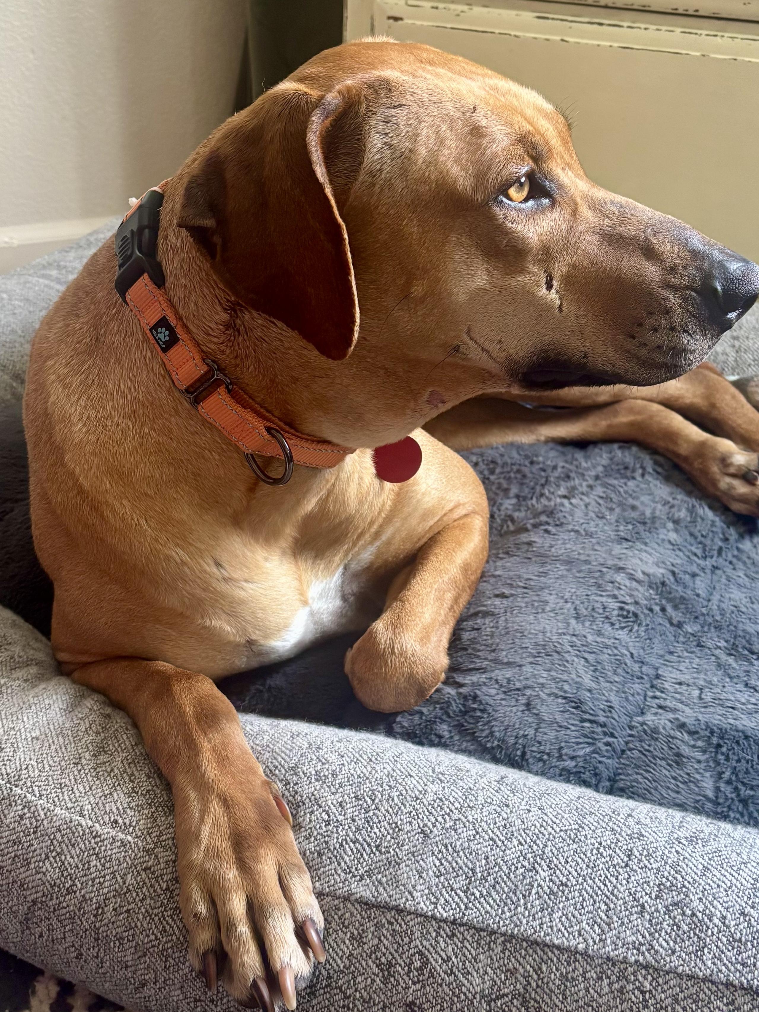 Enlarge LULU, a ADOPTABLE Rhodesian Ridgeback in Oroville , CA image 5/5