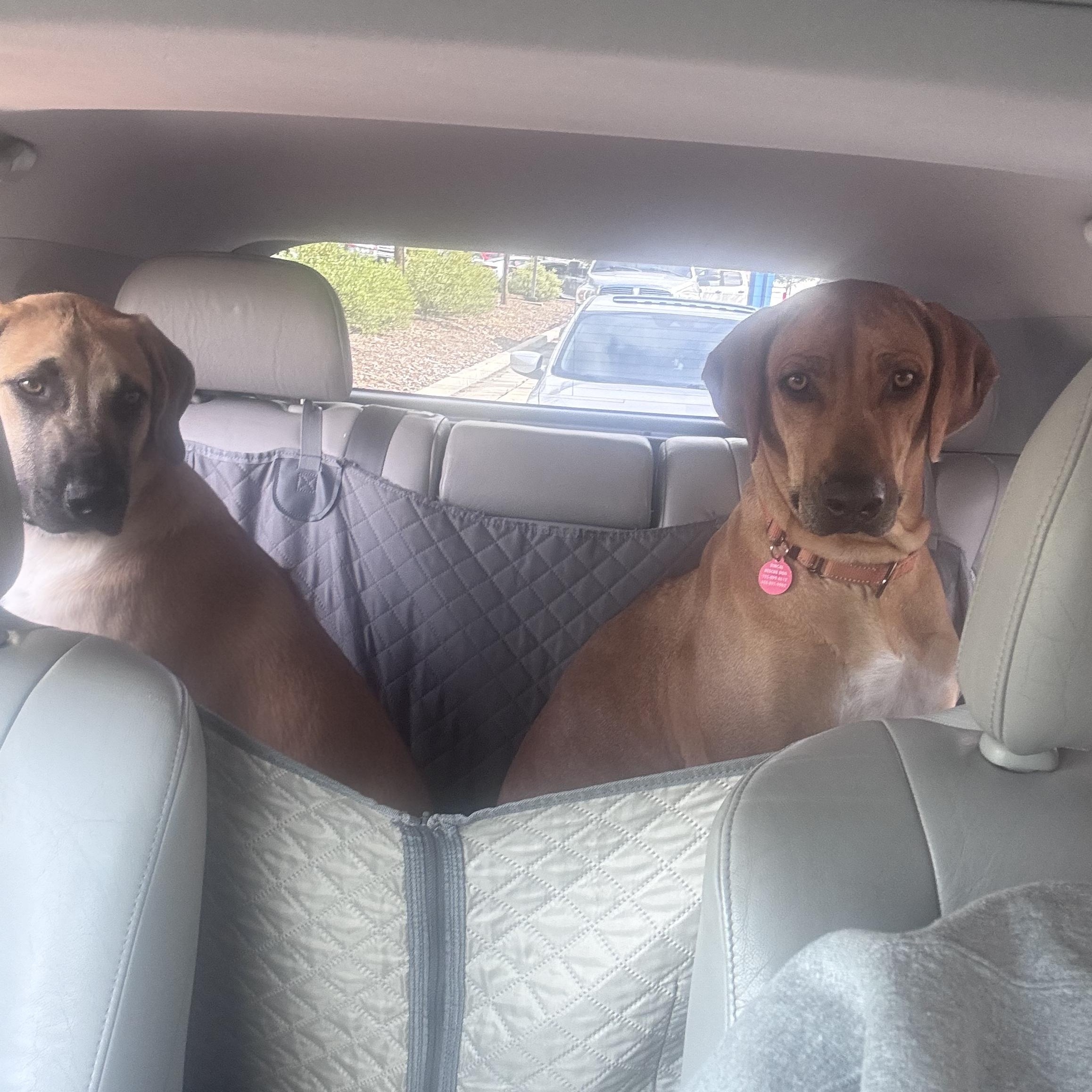 Enlarge LULU, a ADOPTABLE Rhodesian Ridgeback in Oroville , CA image 3/5