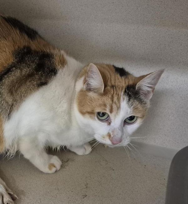 Rudi - Working Cat, Adoptable, Adult Female Domestic Short Hair.