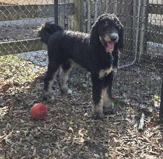 Paco, adopted, Adult Male Bernedoodle.