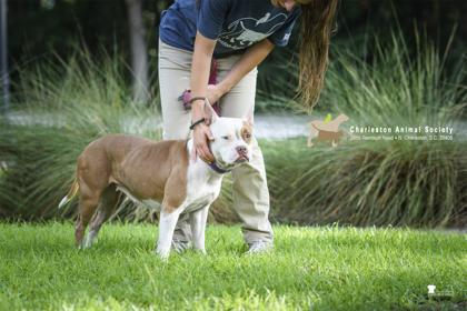 06846B Sage, Adoptable, Adult Female Terrier & Mixed Breed.
