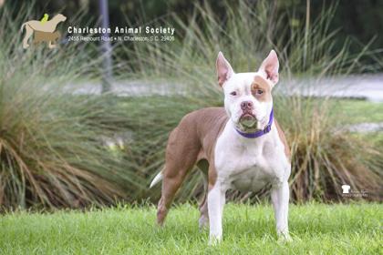 Enlarge 06846B Sage, a Adoptable mixed breed in North Charleston, SC image 2/2