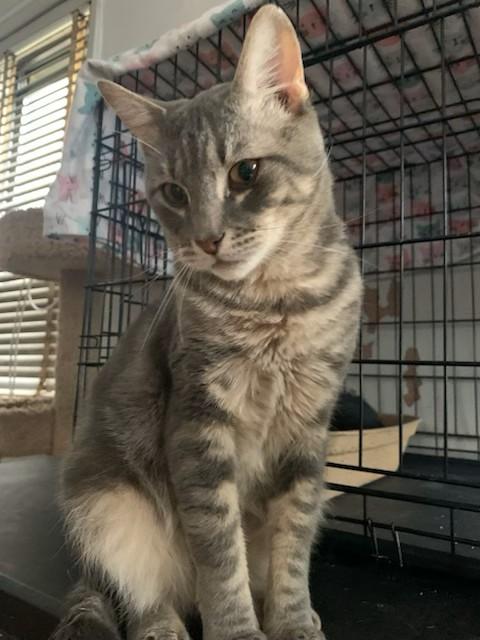 Leon, Adoptable, Young Male Domestic Short Hair.