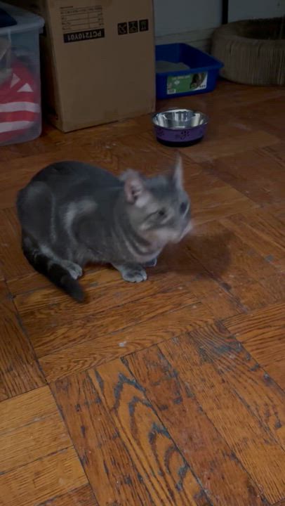 Enlarge Leon, a Adoptable Domestic Short Hair in New York, NY video 3/3