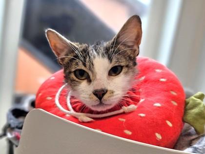 Thomas, a Adoptable mixed breed in Sultan, WA image 2/2