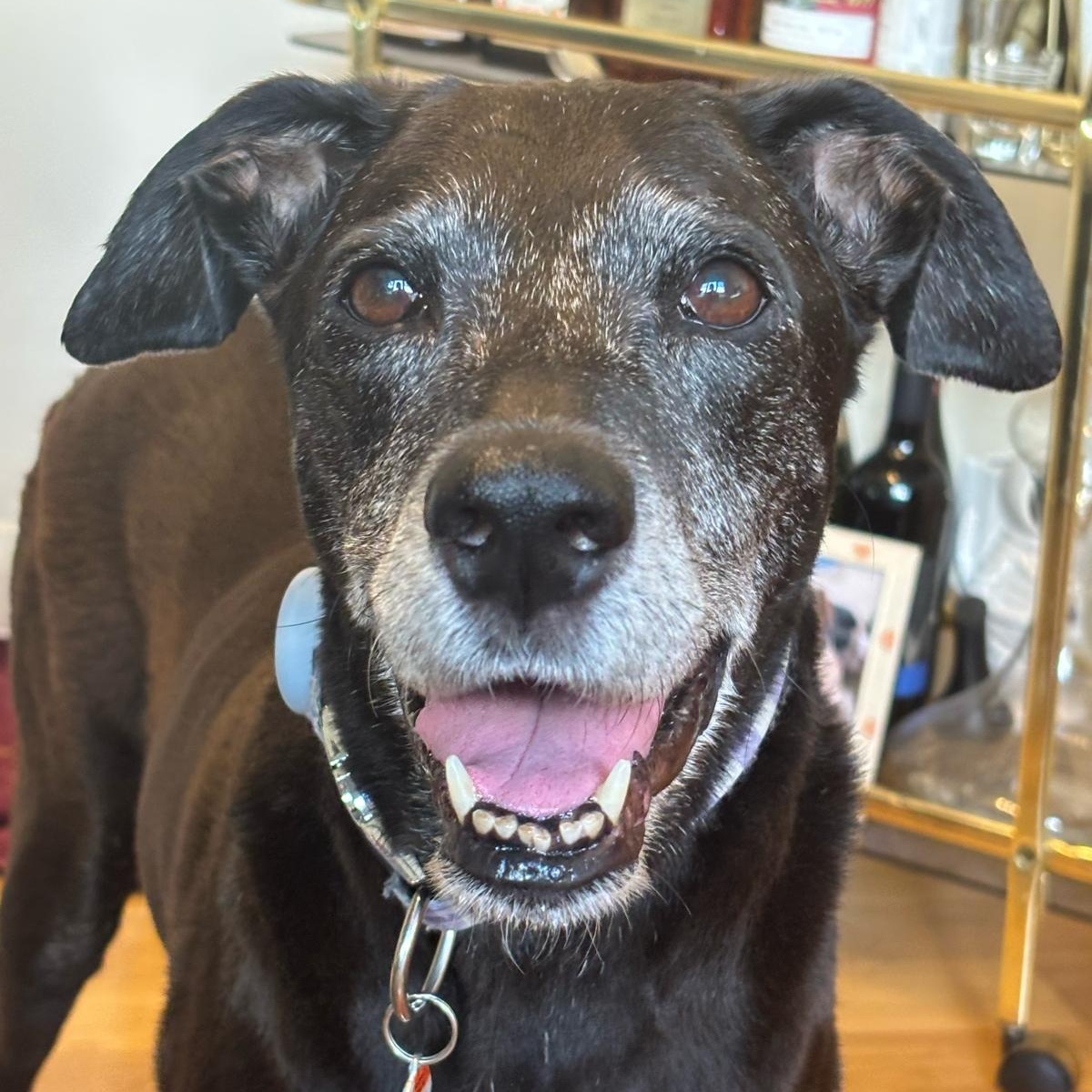 Enlarge Nerena, a ADOPTABLE mixed breed in Williamsburg, ON image 1/4