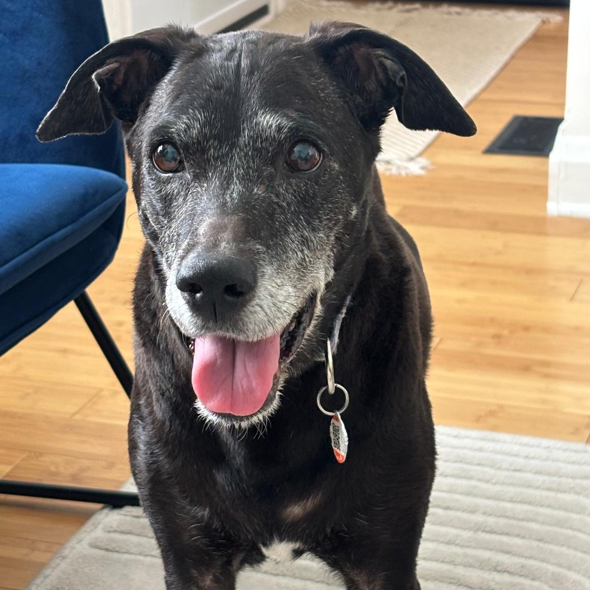 Enlarge Nerena, a ADOPTABLE mixed breed in Williamsburg, ON image 2/4