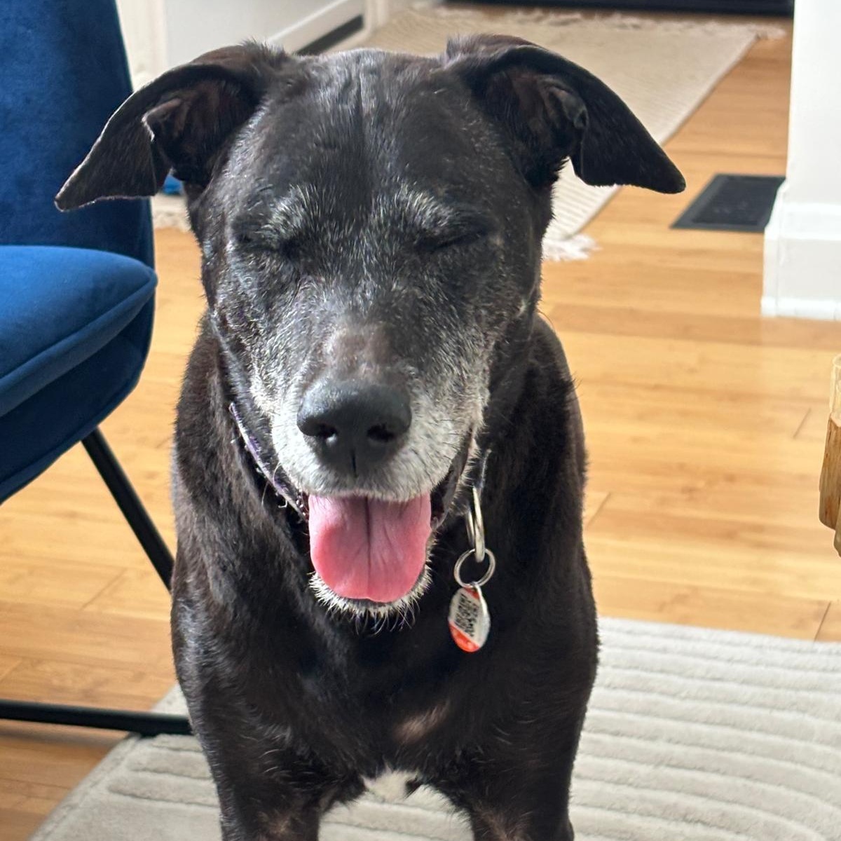 Enlarge Nerena, a ADOPTABLE mixed breed in Williamsburg, ON image 3/4