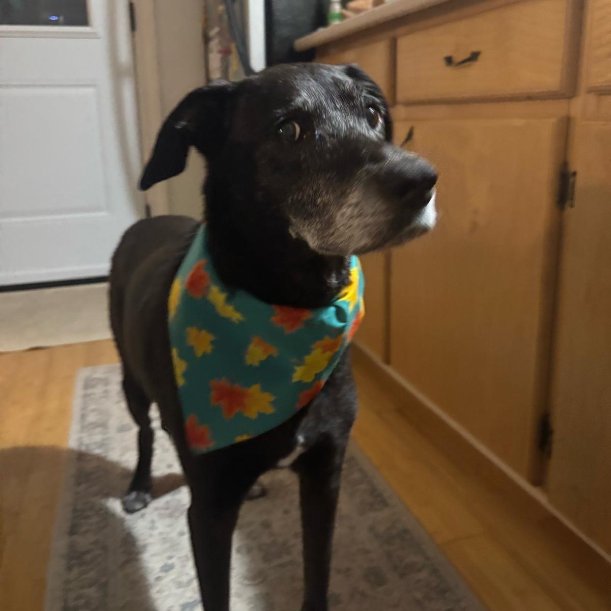 Enlarge Nerena, a ADOPTABLE mixed breed in Williamsburg, ON image 4/4