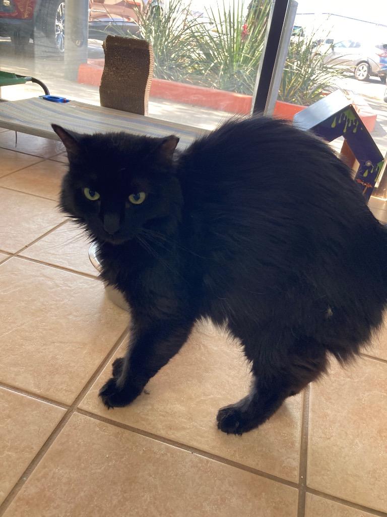 Dosido, Adoptable, Adult Male Domestic Medium Hair.