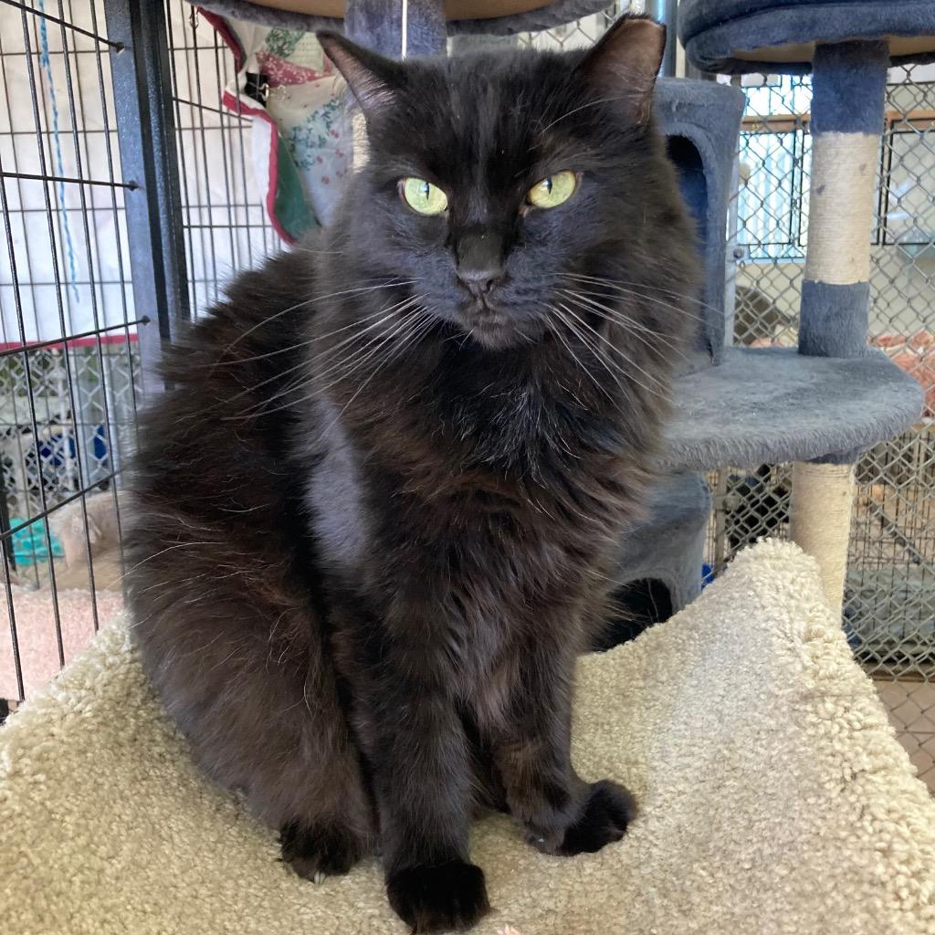 Dosido, Adoptable, Adult Male Domestic Medium Hair.