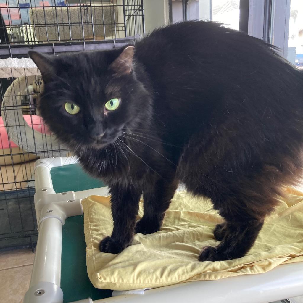 Dosido, a Adoptable mixed breed in Peoria, AZ image 4/5