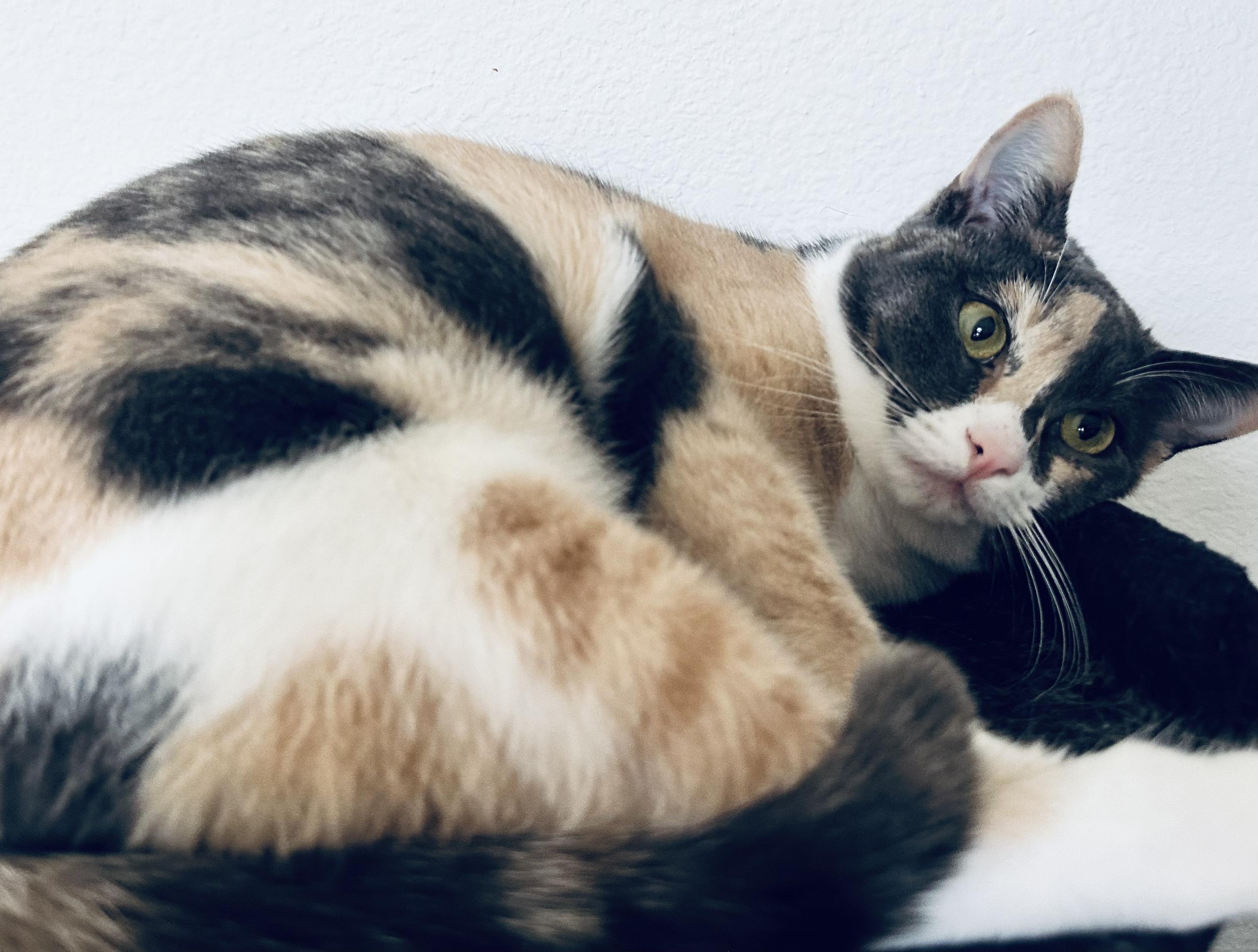 Enlarge Marmie (Marmalade), an adopted Calico in Antioch, CA image 2/2