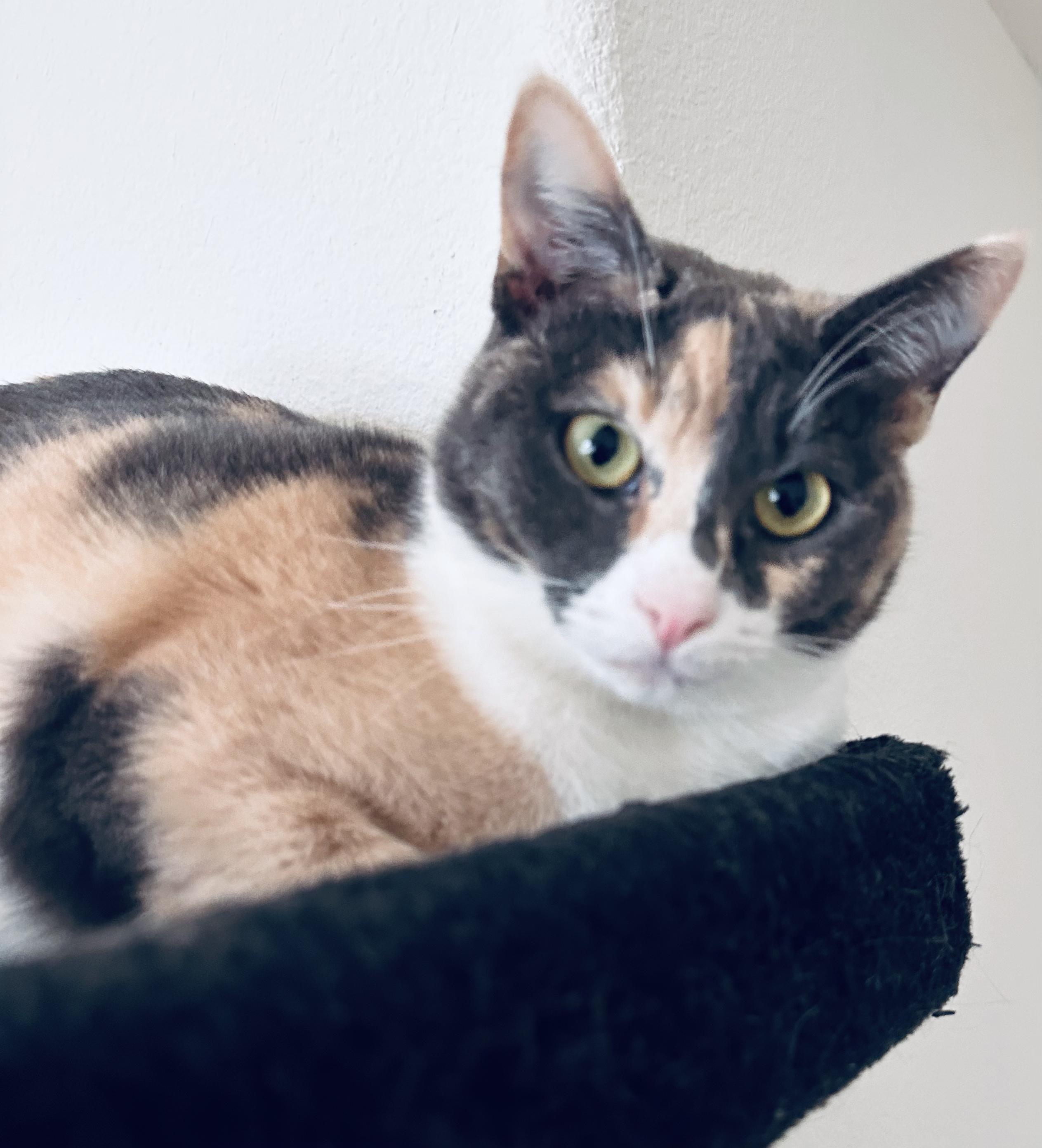 Marmie (Marmalade), adopted, Kitten Female Calico.