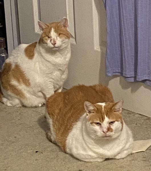 Enlarge Reggie, a Adoptable Domestic Short Hair in Easley, SC image 1/2