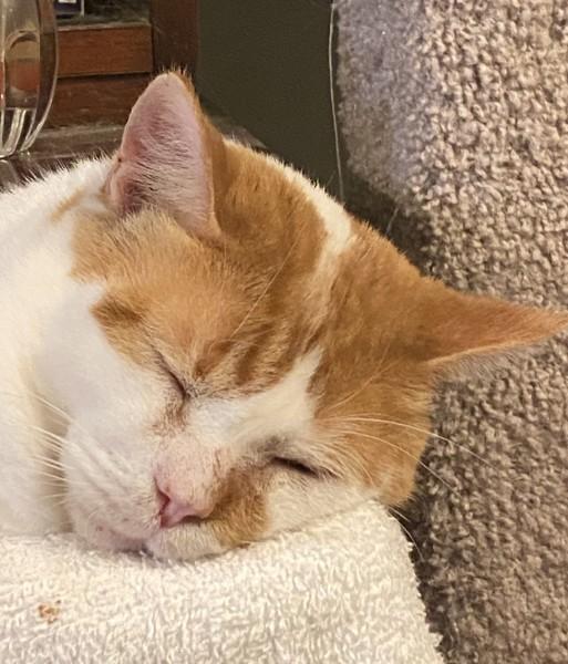 Enlarge Reggie, a Adoptable Domestic Short Hair in Easley, SC image 2/2