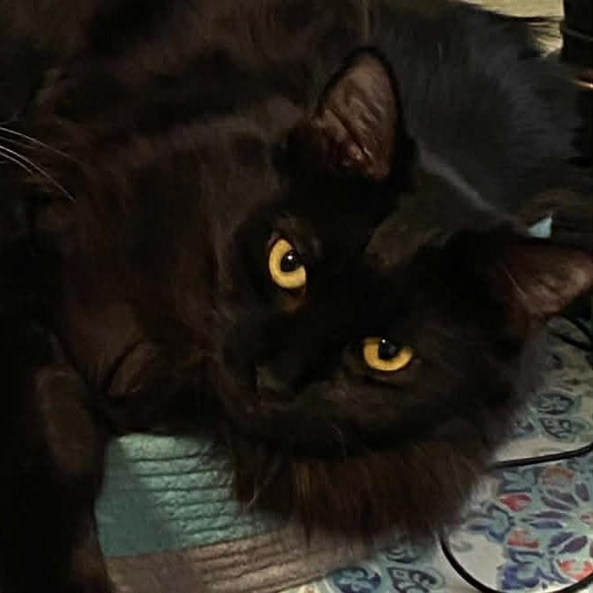 Ashy, Adoptable, Adult Female Domestic Short Hair.