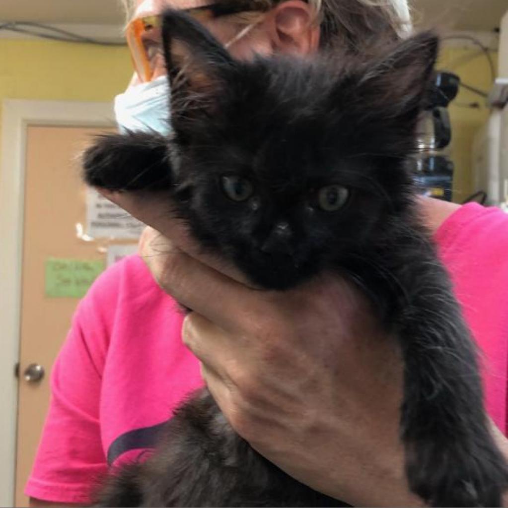 Enlarge Ashy, a Adoptable Domestic Short Hair in Las Cruces, NM image 3/6